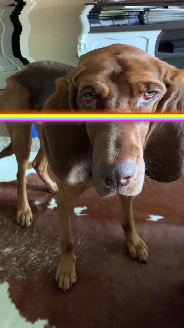 @RiverTheLiverHound