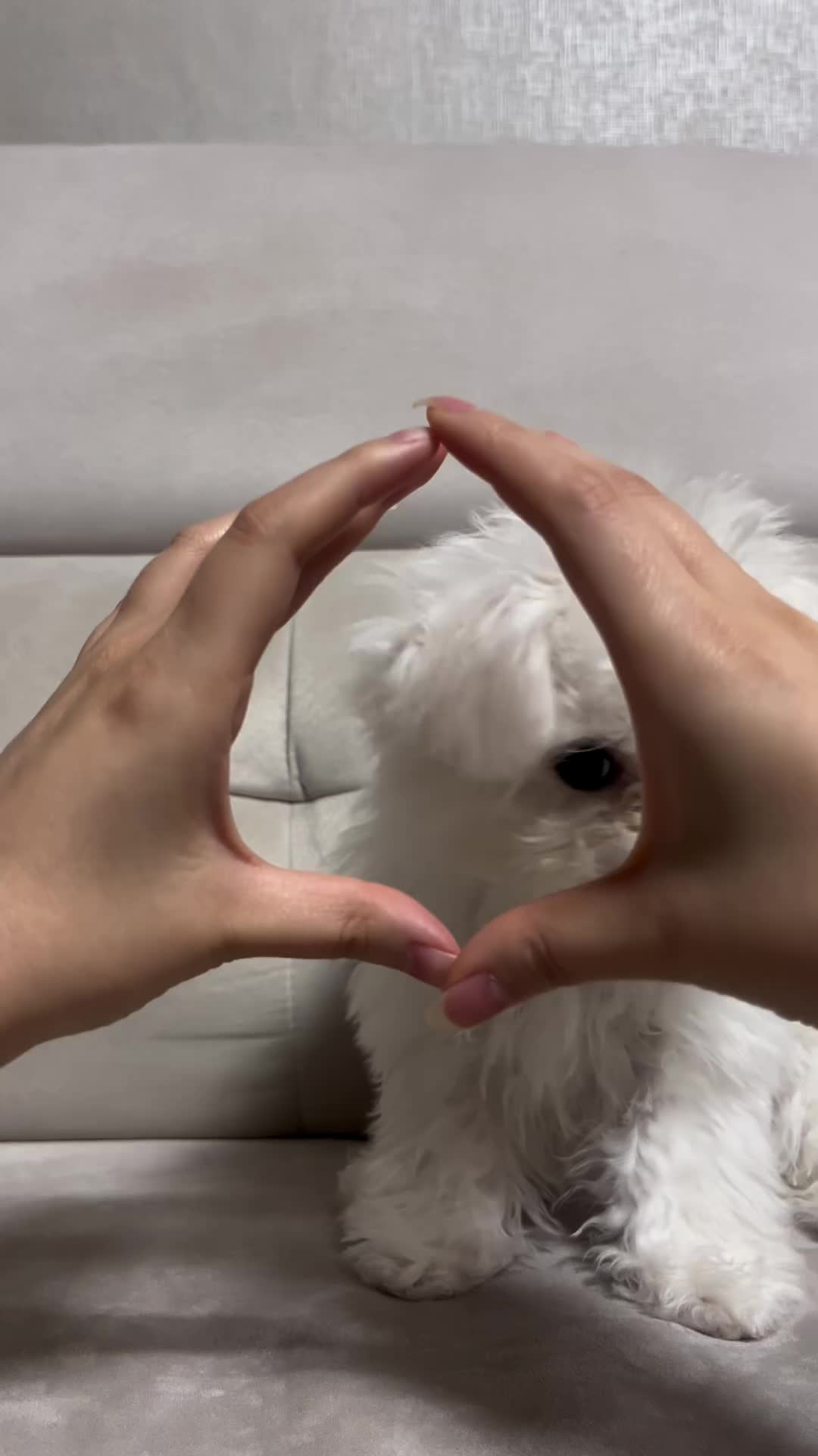 @mildred.the.maltese