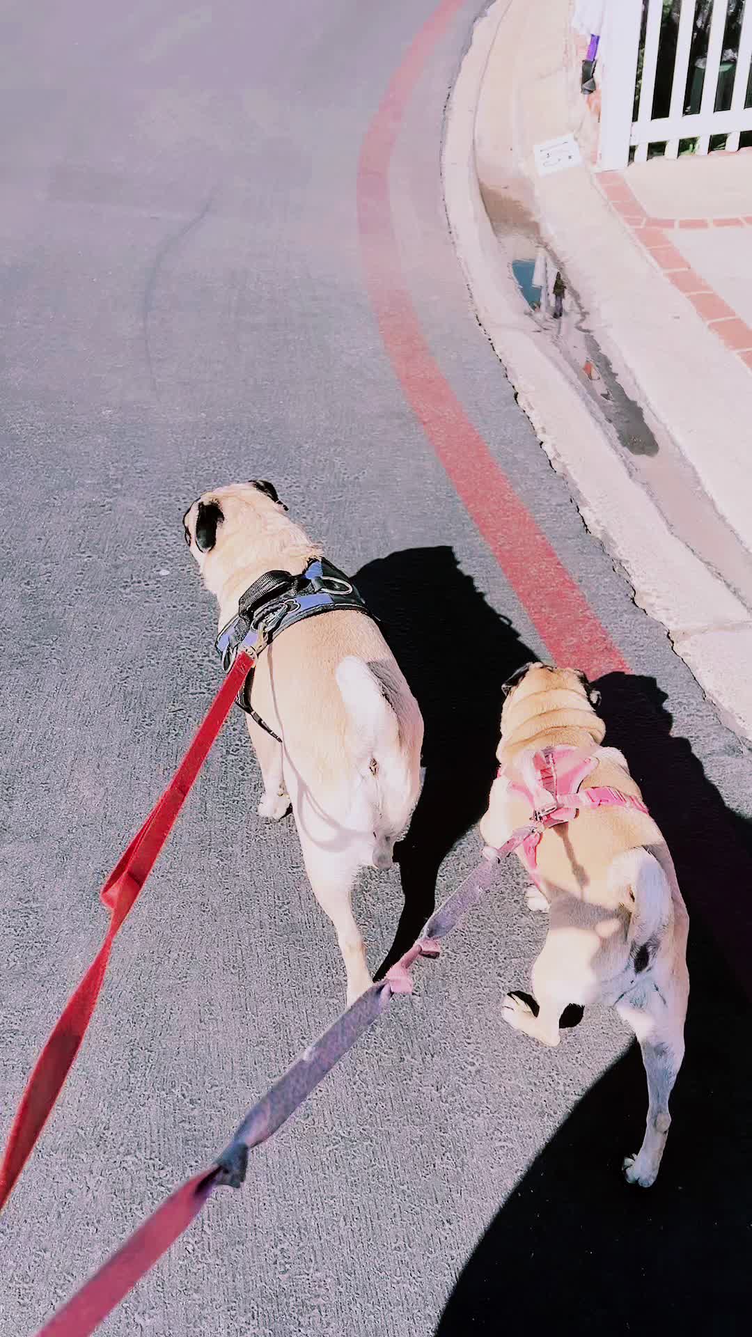 @Benji&Mia the Pugs