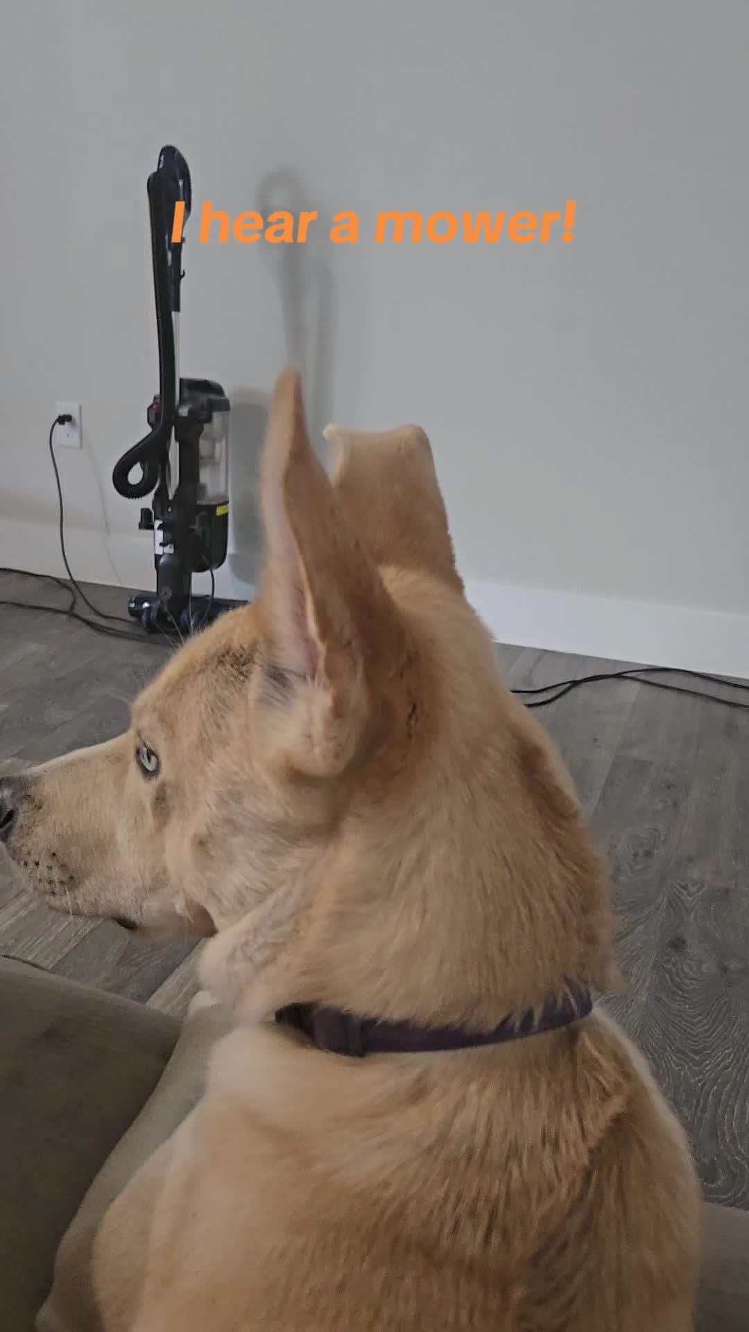 @Bella the Pup