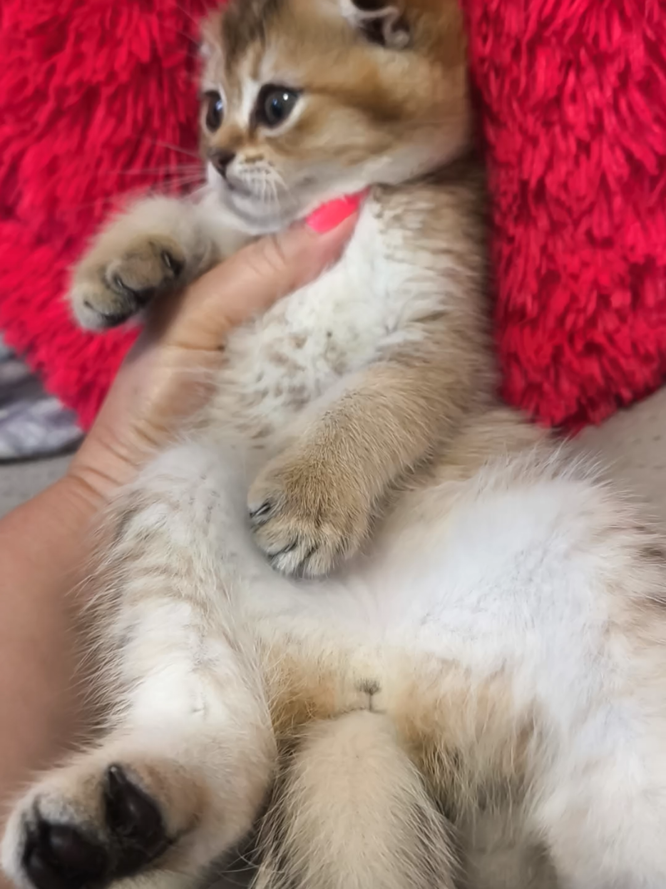 @Кошенята шотландські 😻
