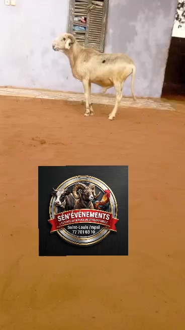 @S&Eacute;N'&Eacute;V&Eacute;NEMENTS