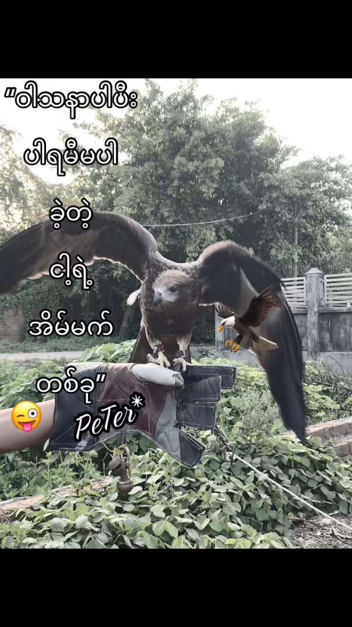 @PeTer*🐍