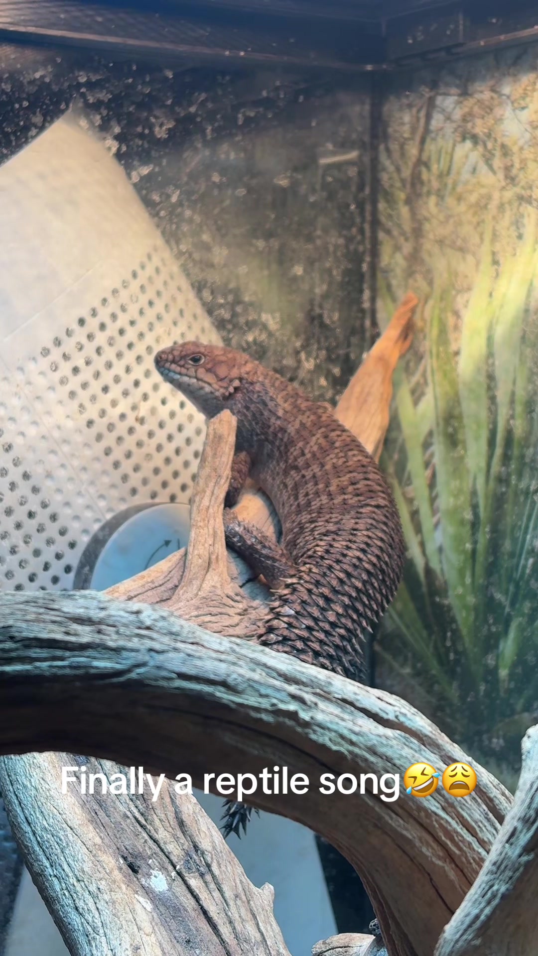 @🦎ranch💥🤍❤️🔥🦎