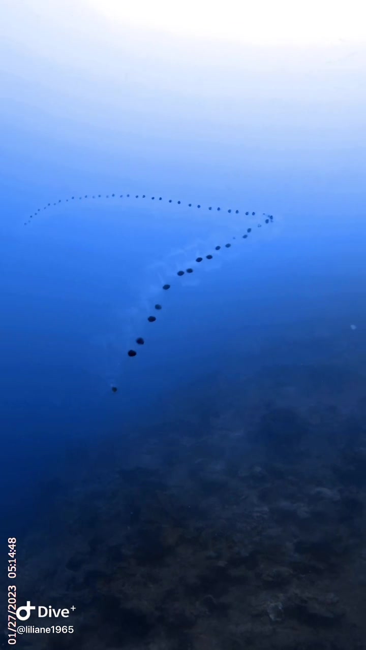 @Divestories Curacao    +Follow