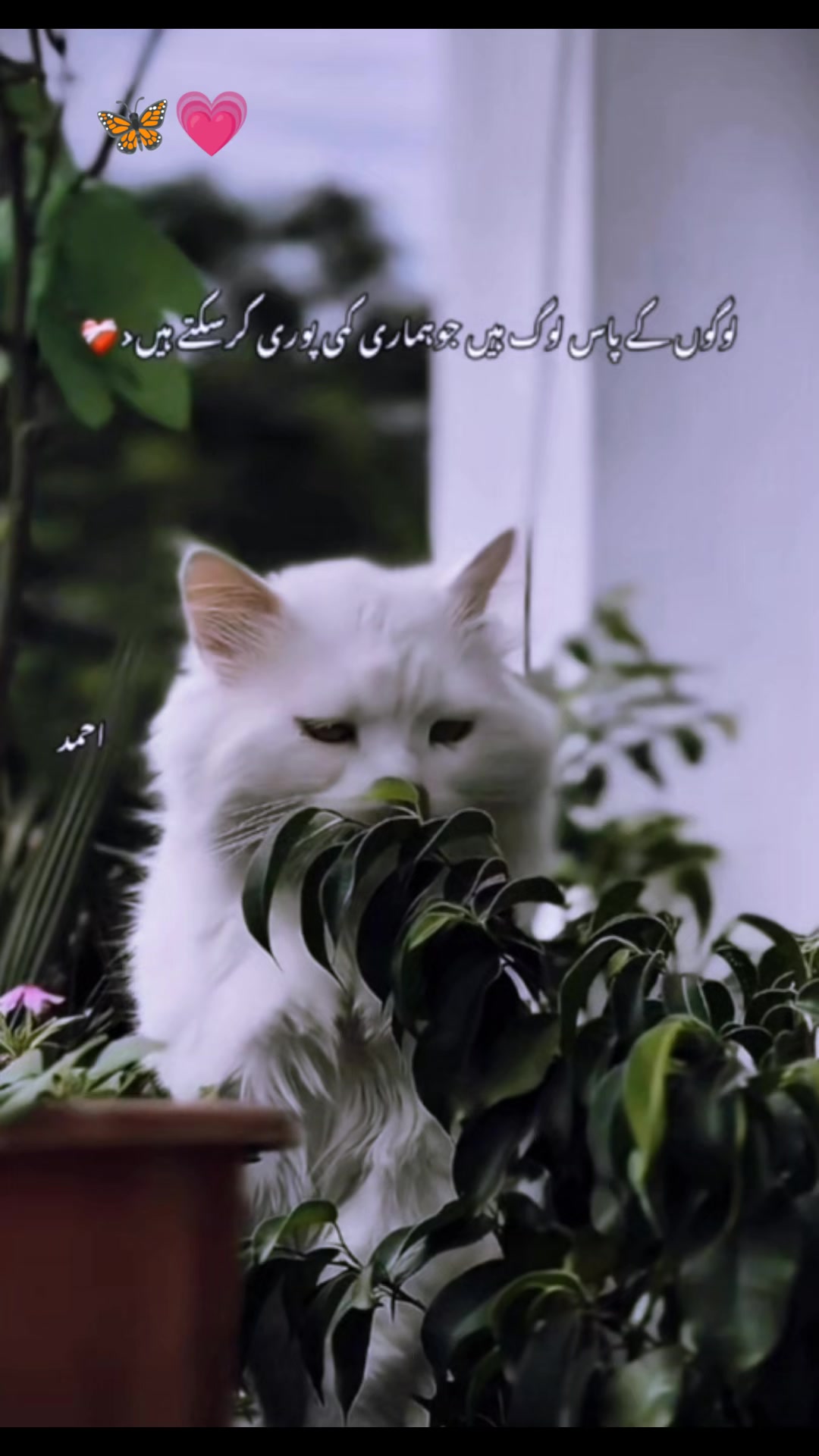 @ʟᴜʙɴᴀ ᴡᴀsᴇᴇᴍ☠️