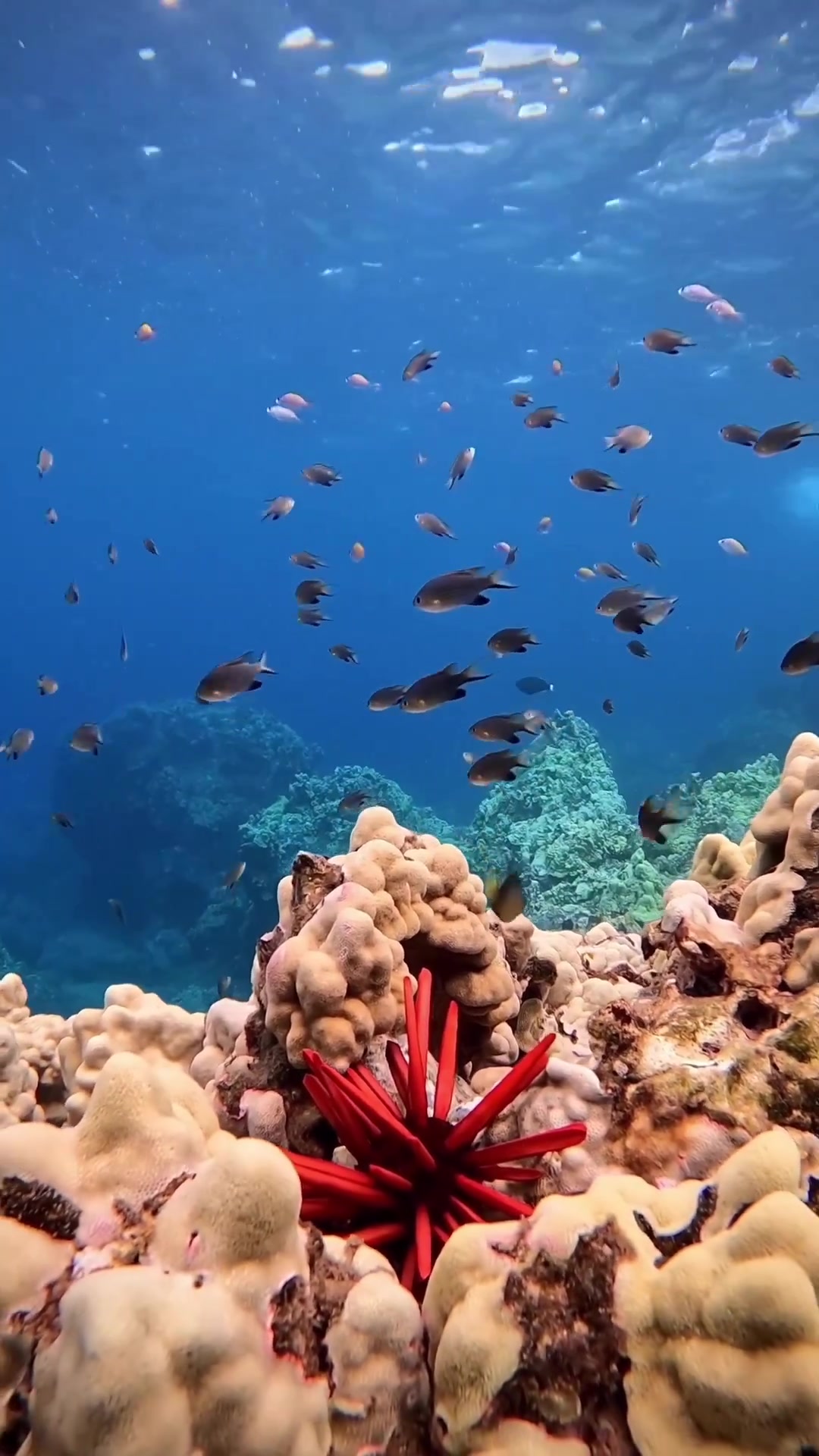 @Sky | Underwater Photographer