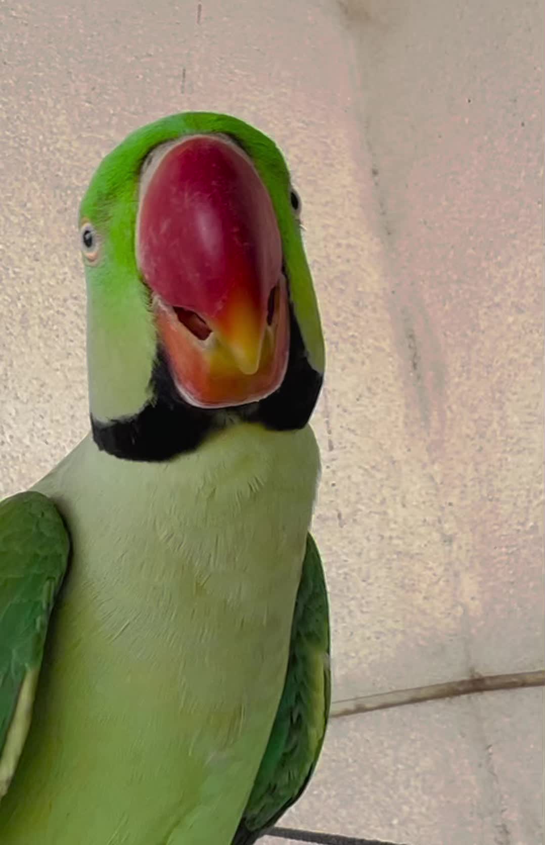 @Mango the Wild Parrot