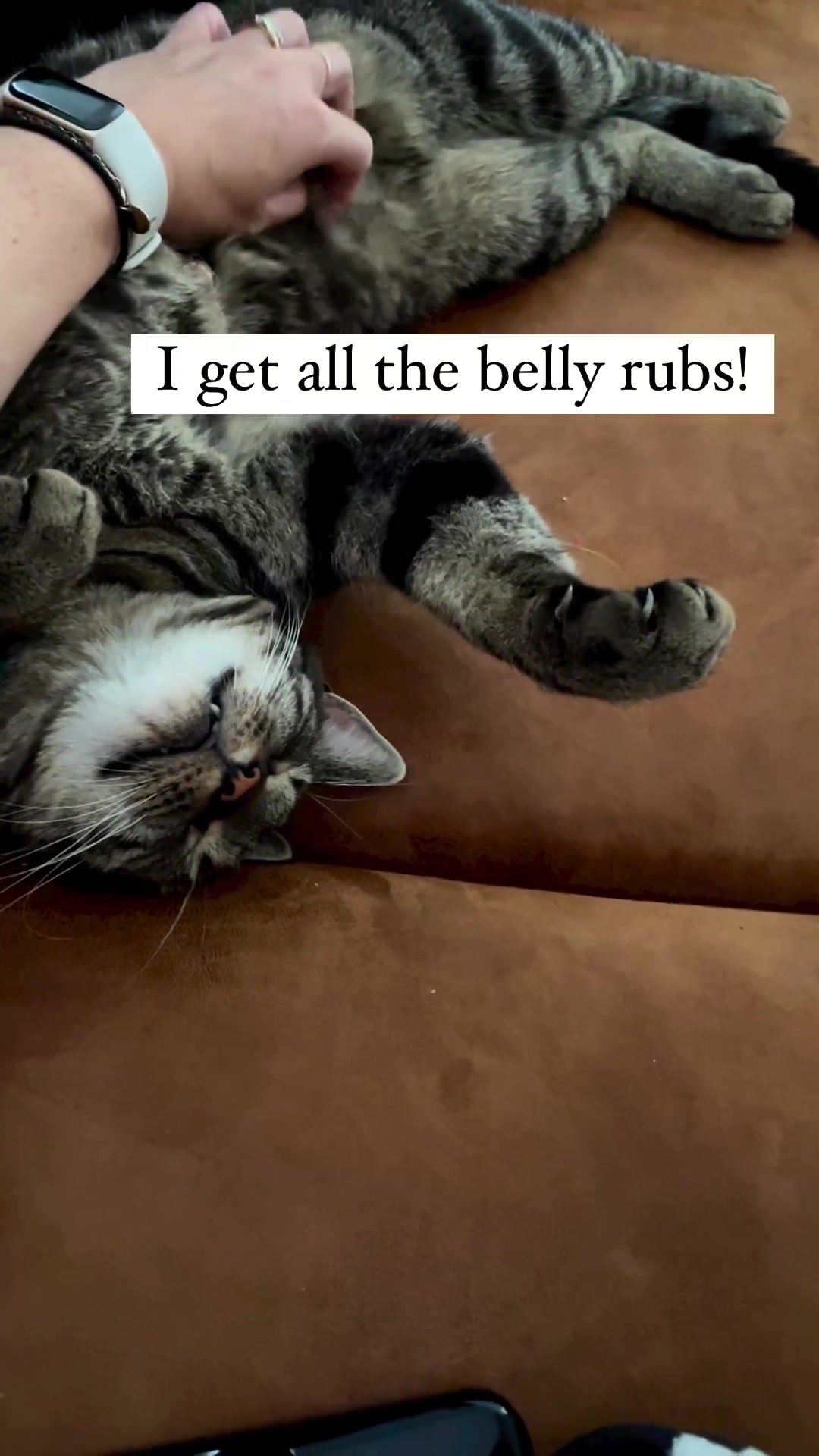 @Purrfect Spark
