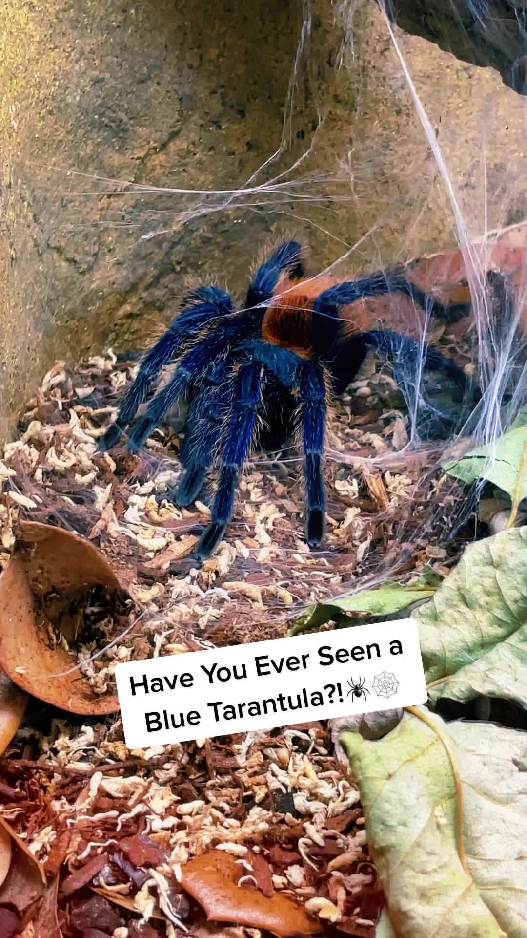 @The Reptarium