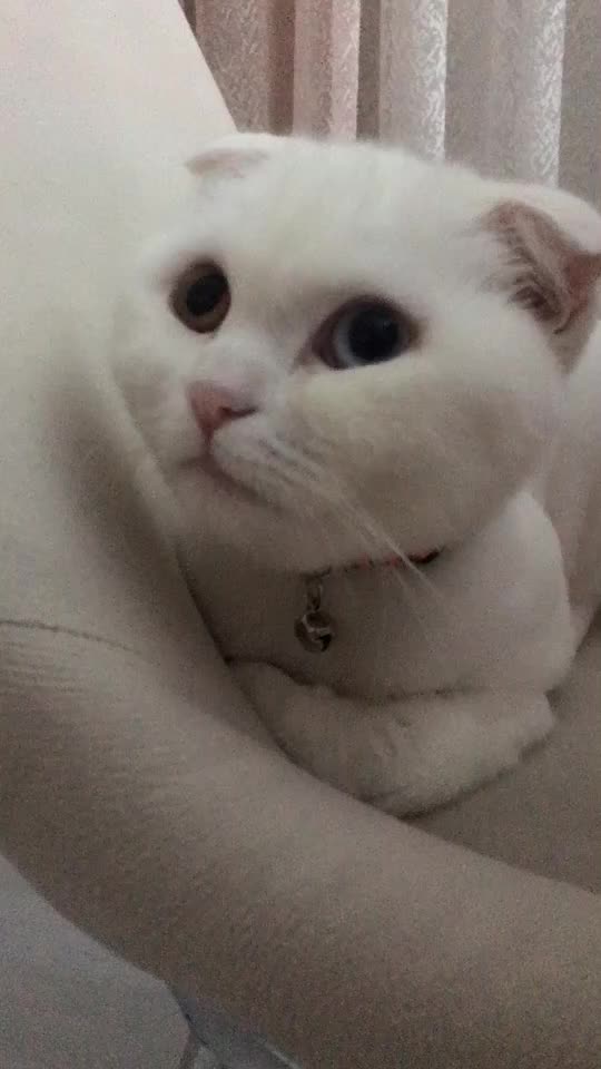 @poncik 🐱
