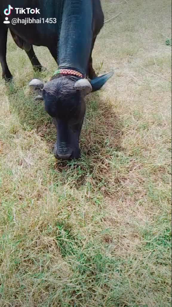 @HajiBhai malthari 🐴