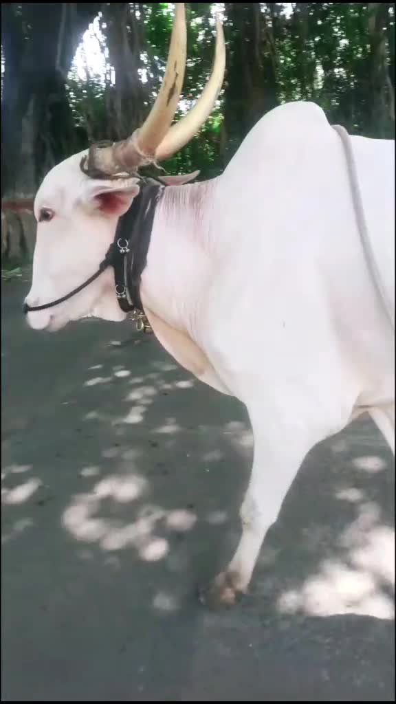 @marigudi Gokak