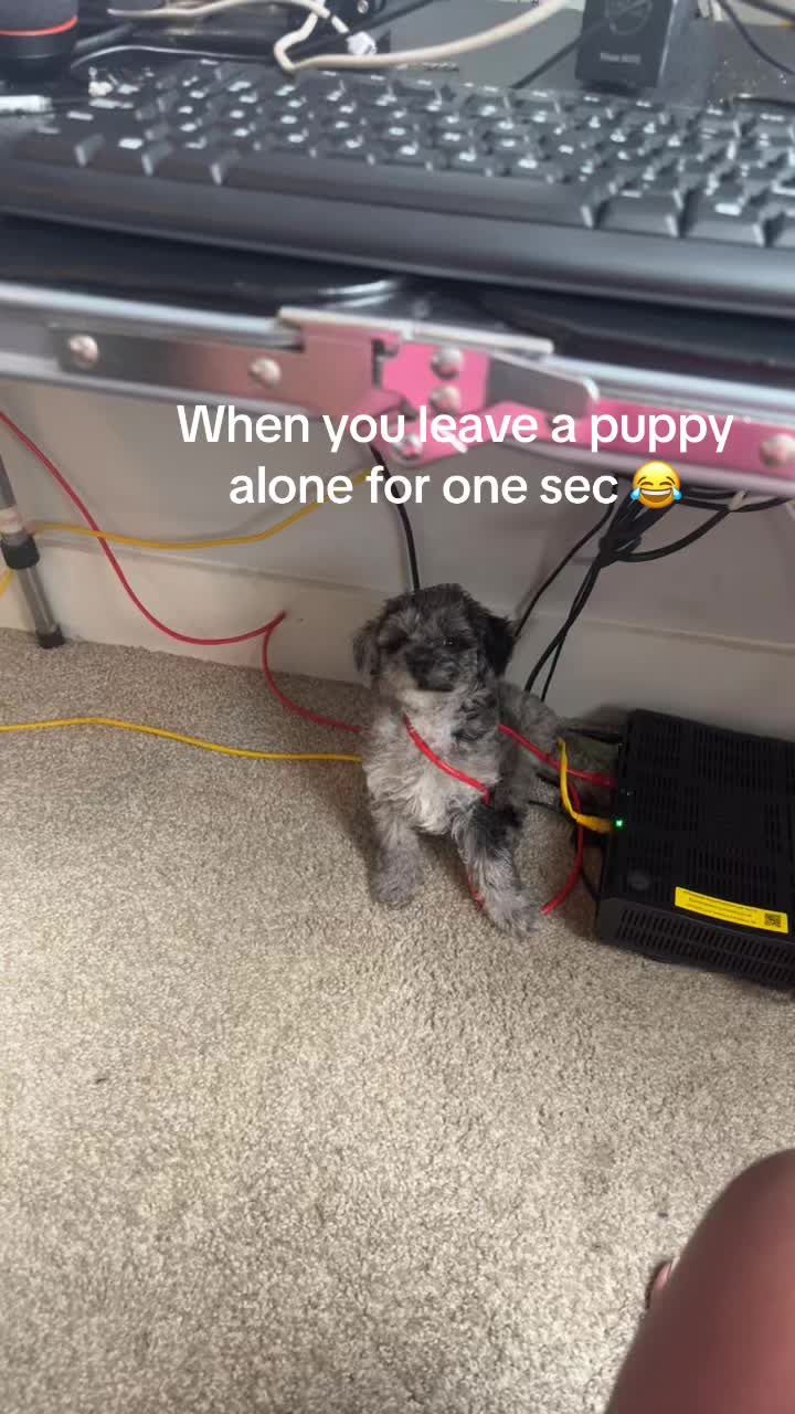 @Rio🐾