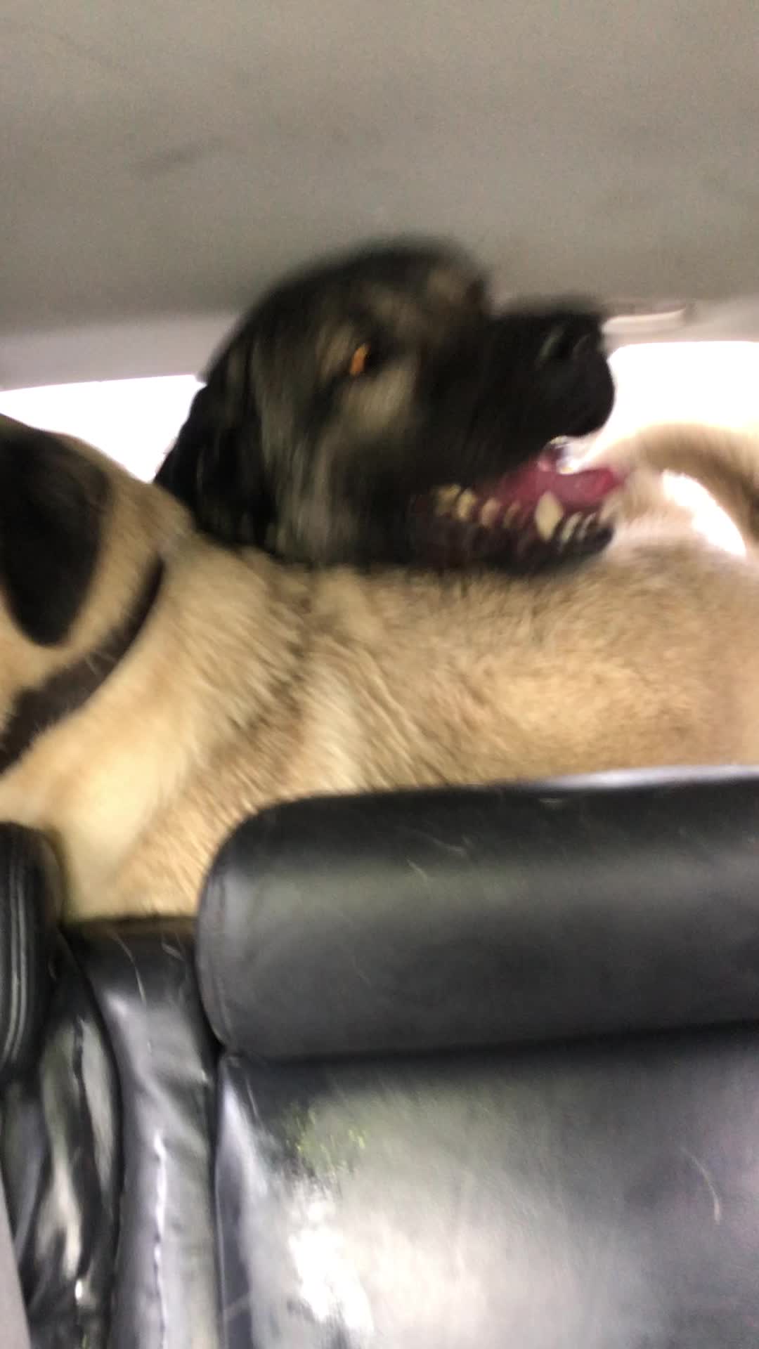 @Uk kangal kennels