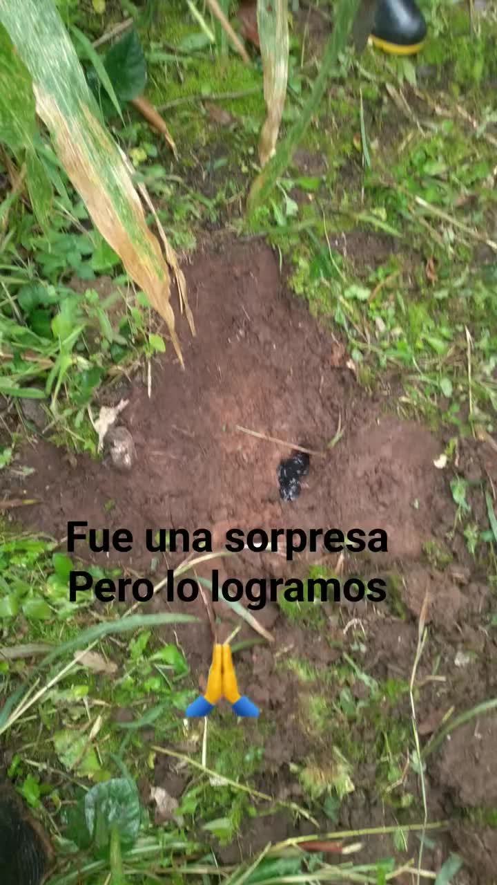 @moisés