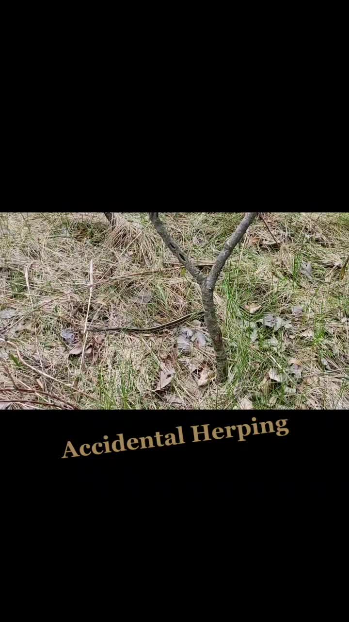 @WIreptiles