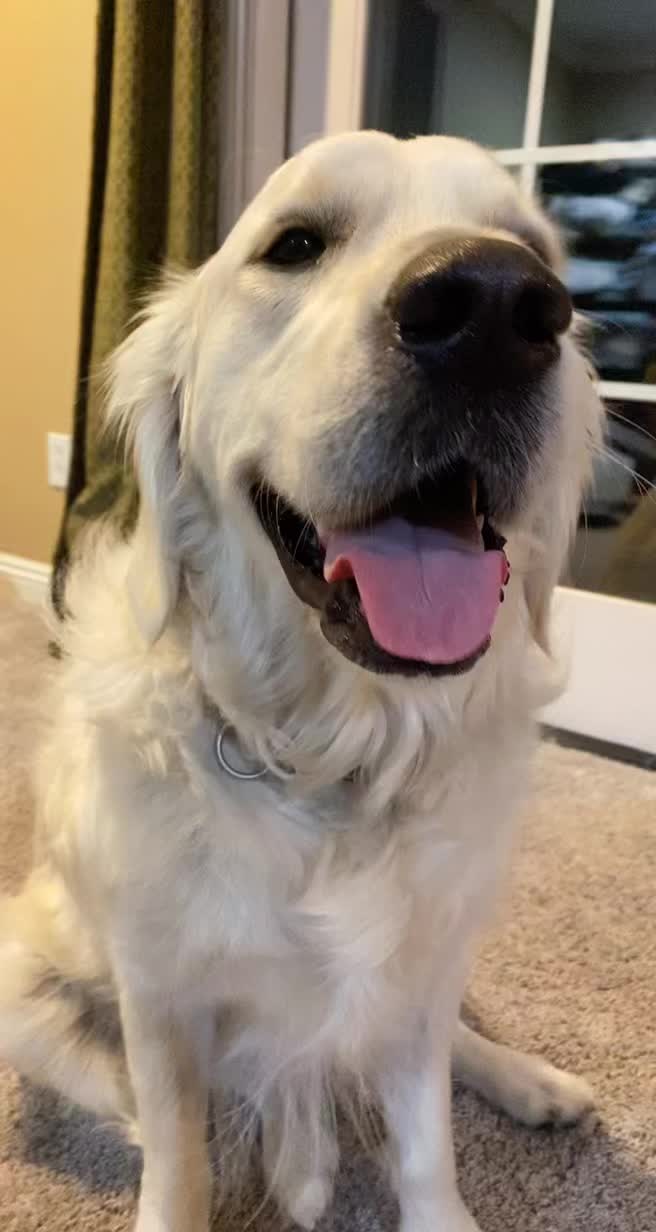 @pierredawg