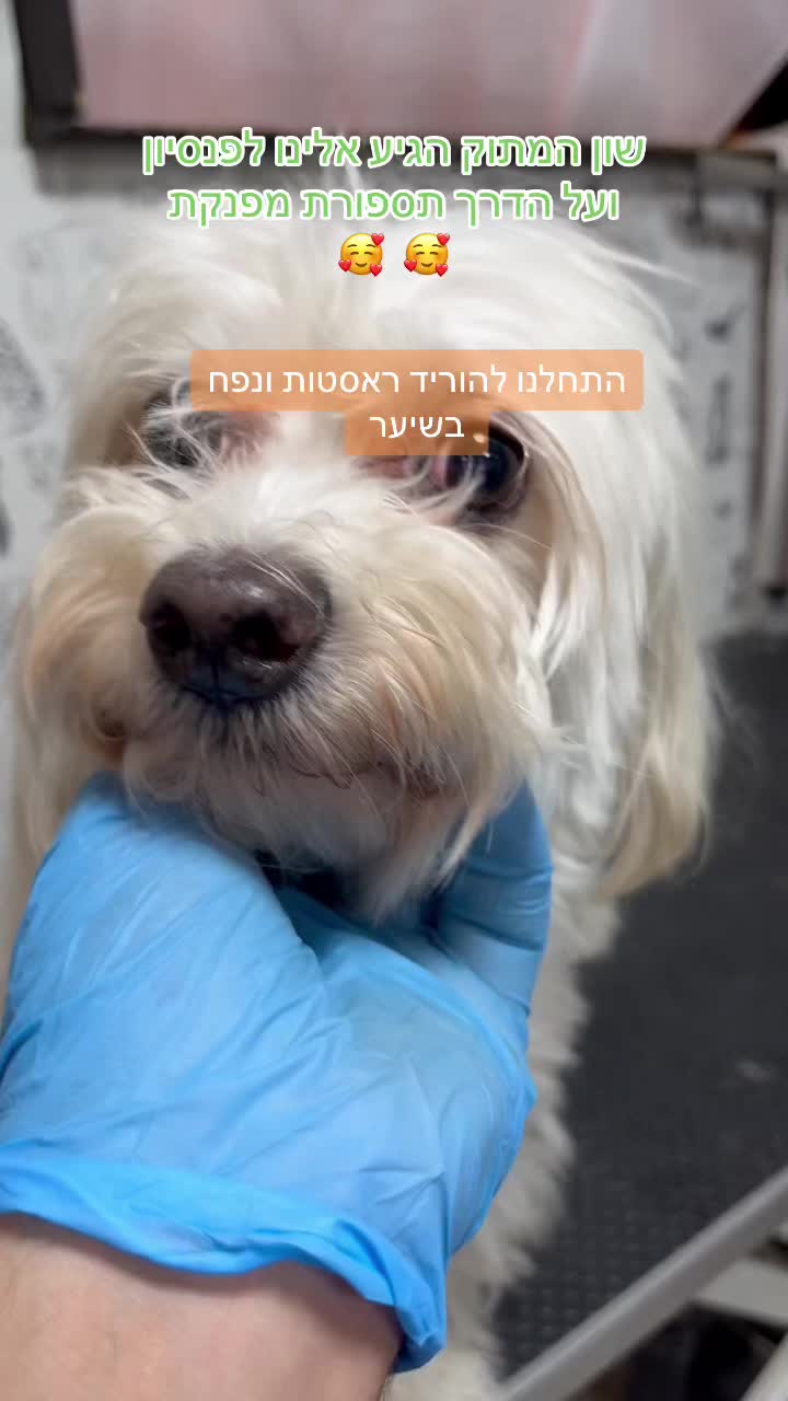 @ספר כלבים 🐩✂️