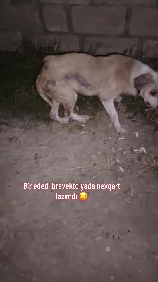 @SAHİBSİZ-HEYVANLARA-DESTEK