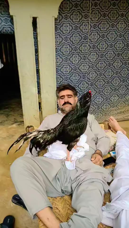 @عمران _خان_ وتہ خیل