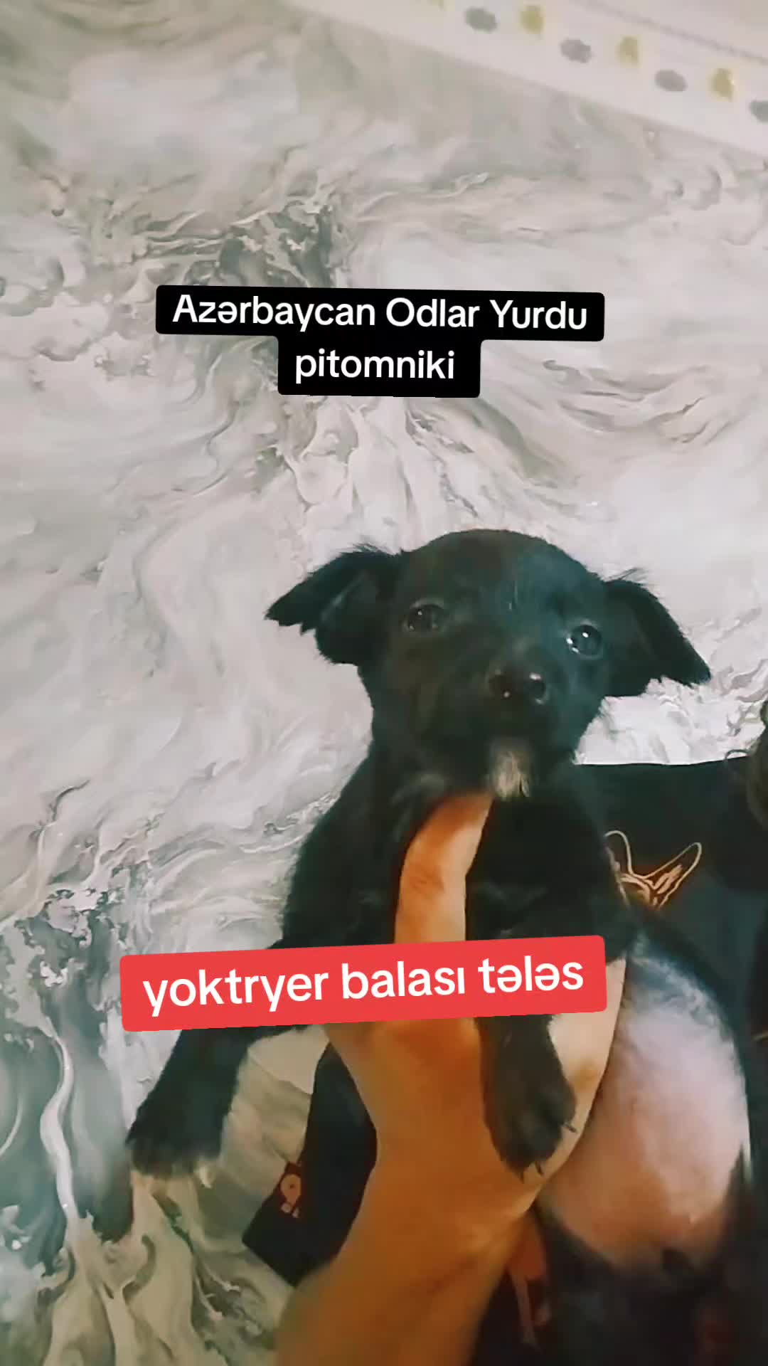 @ODLAR YURDU KİNOLOJİ MƏRKƏZİ