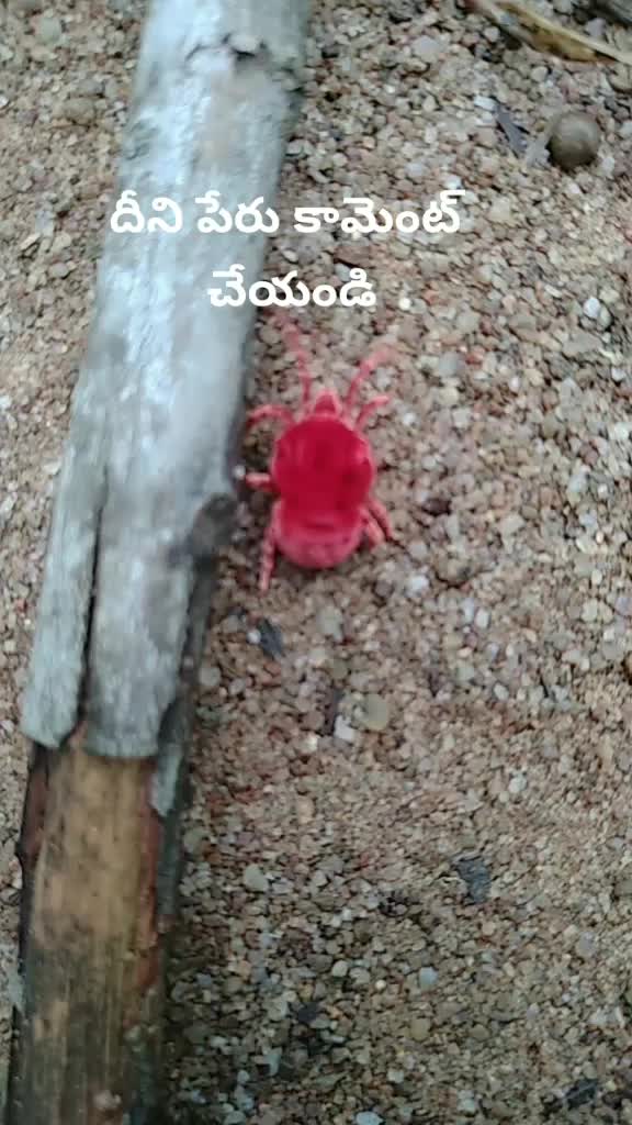 @prasanth