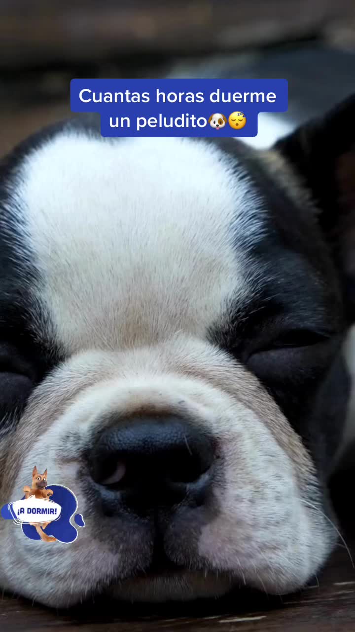 @mascotasfelices