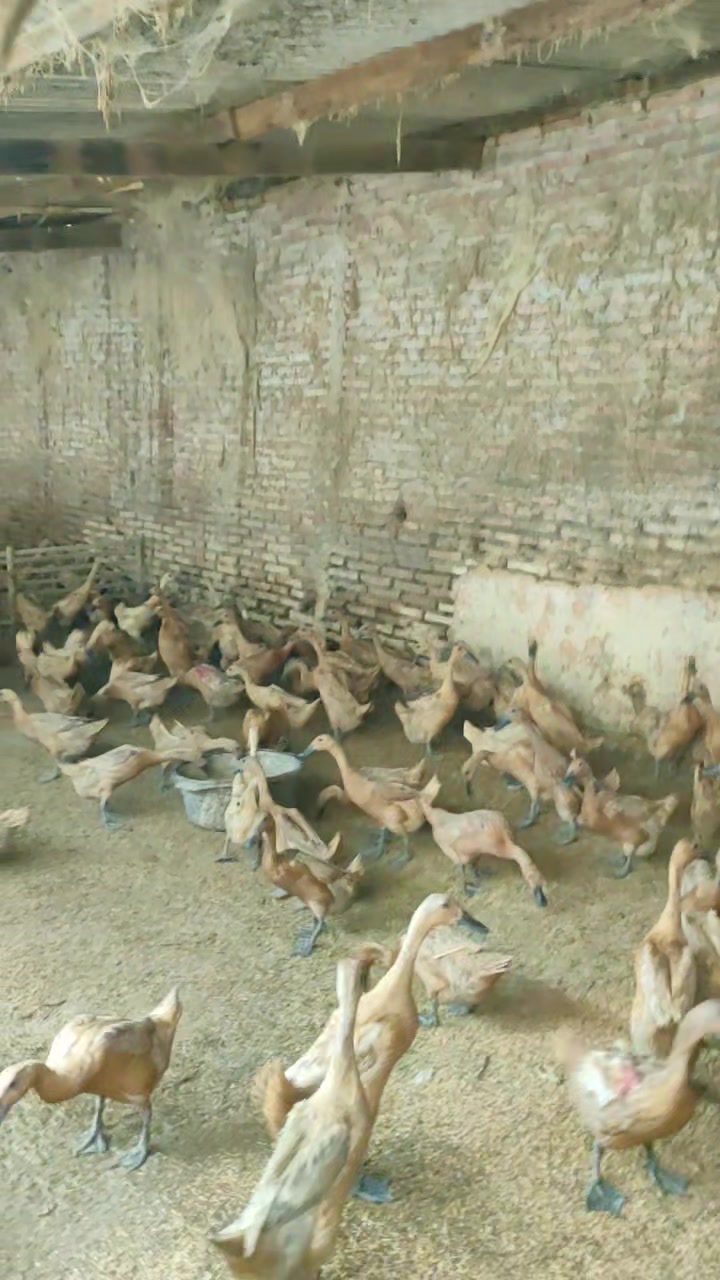 @Bakwan Animals