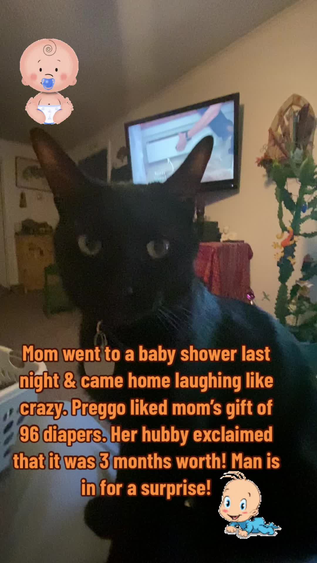 @🐈⬛🐈Shelby🐈