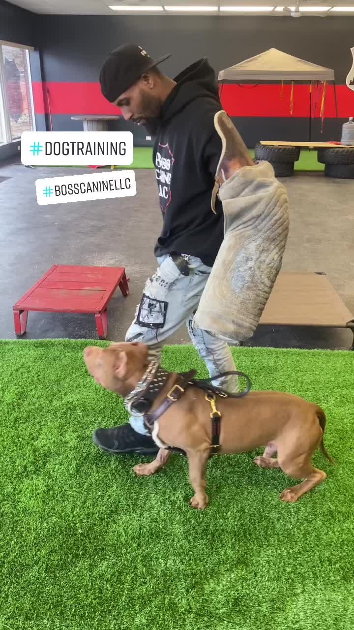 @Boss Canine
