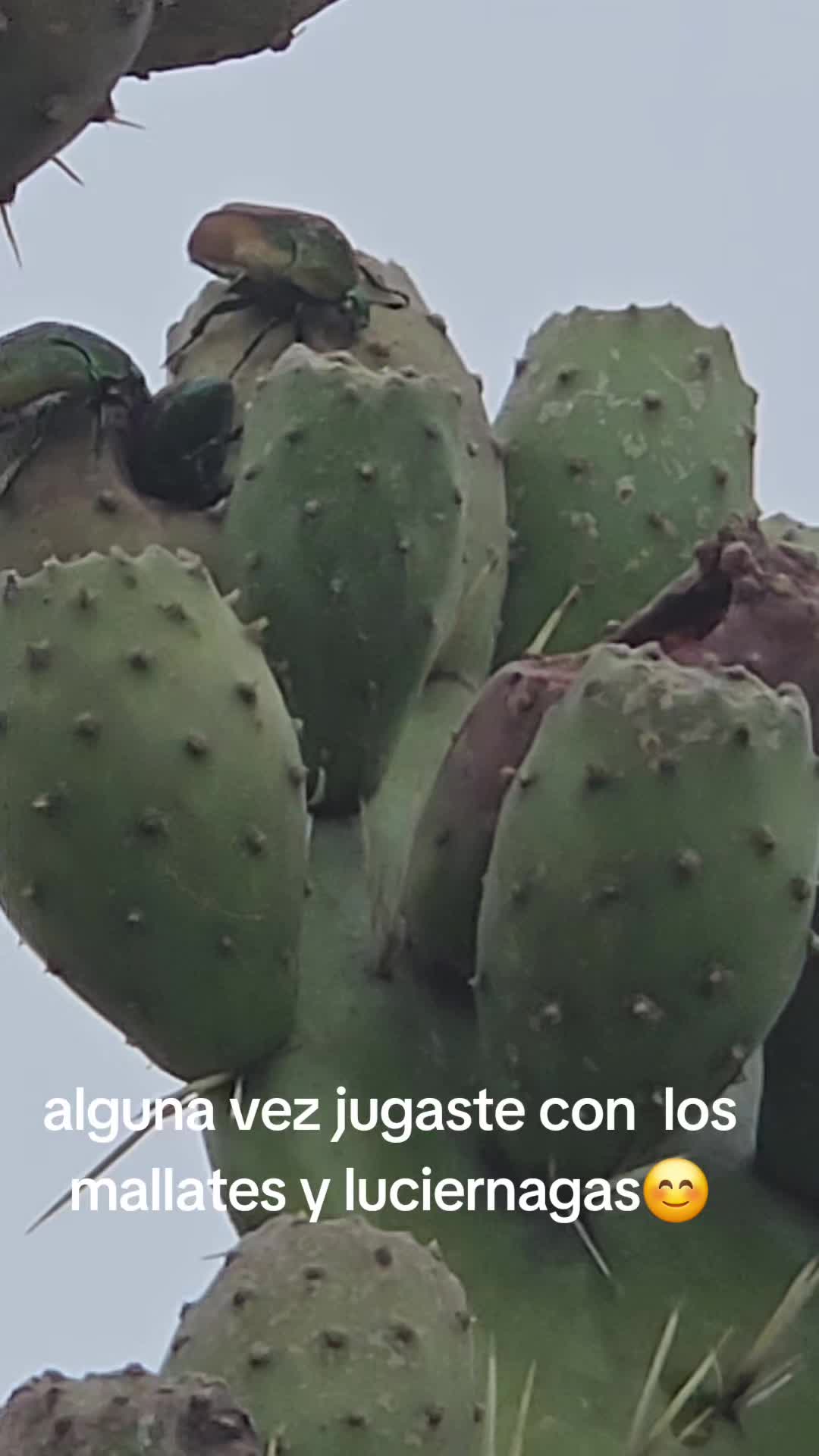 @Carmela Vlogs