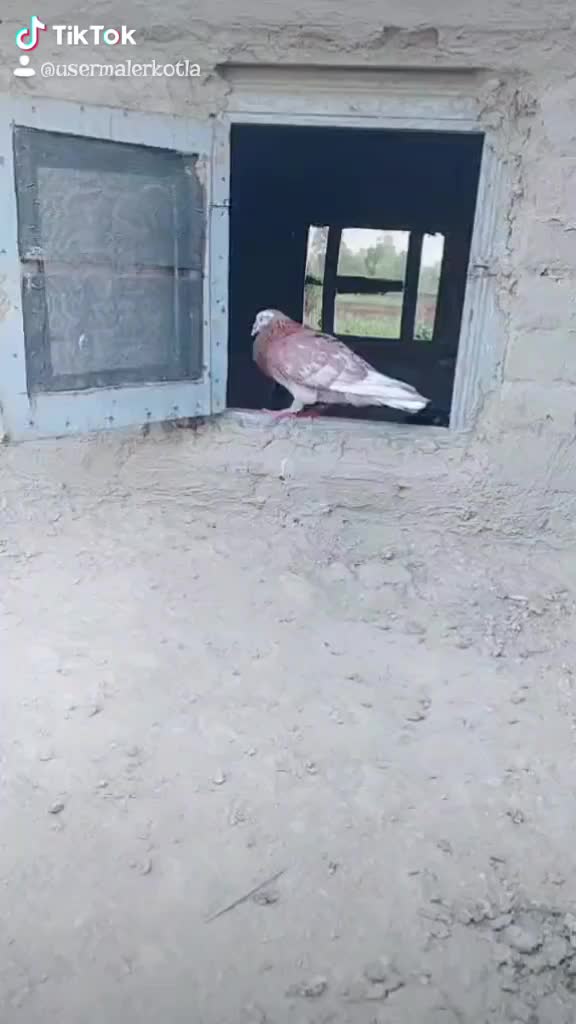 @Goldy1322