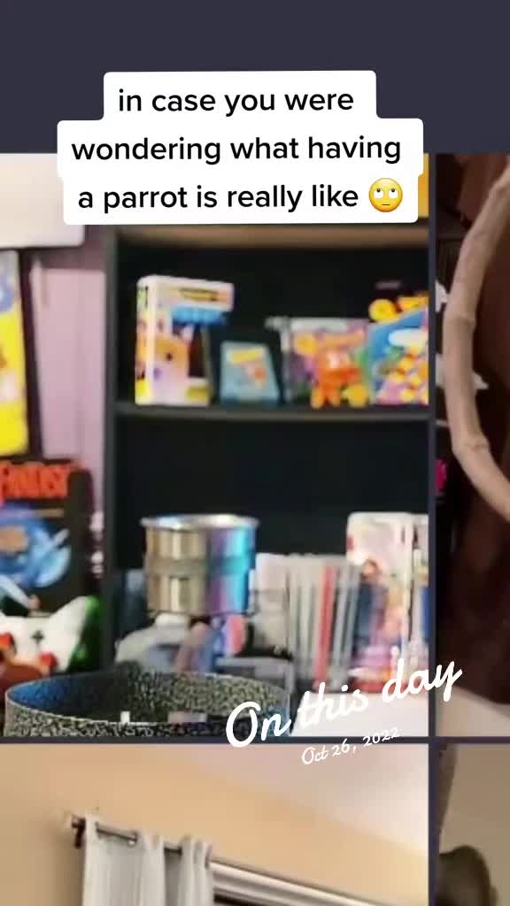 @QbertBird🦜👀