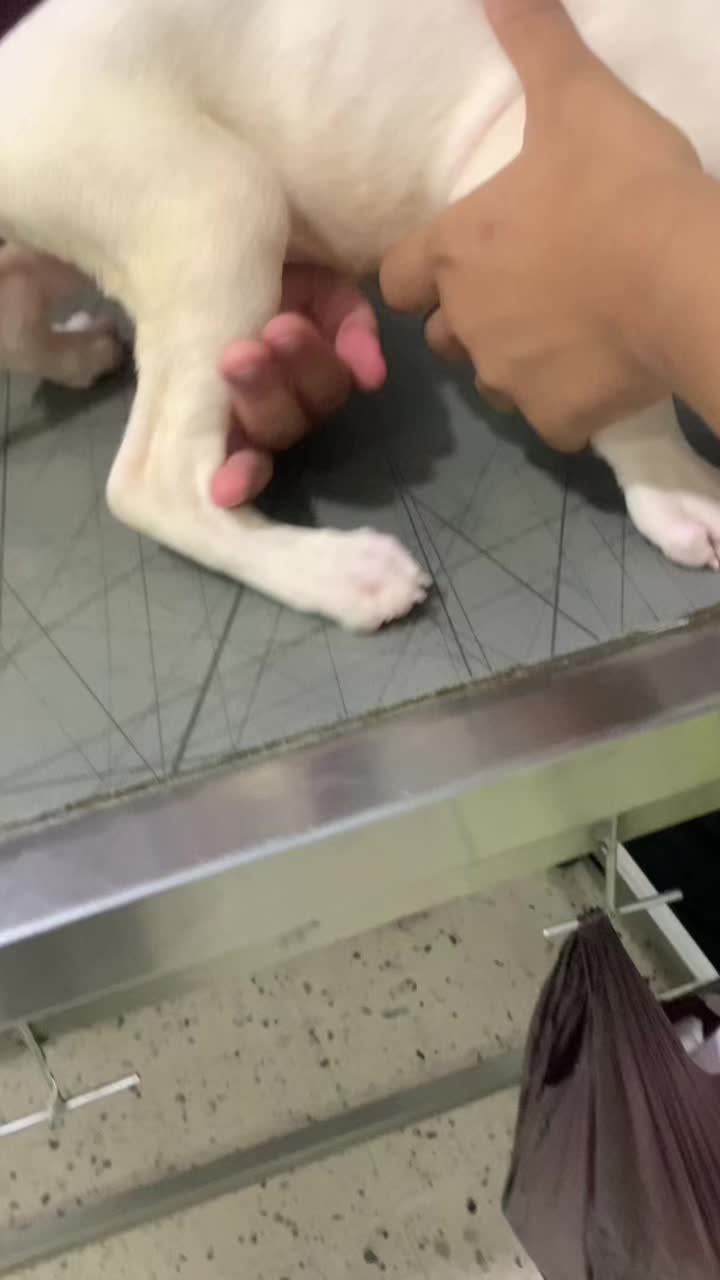@DOGO ARGENTINO R.A.S🇦🇷🔥