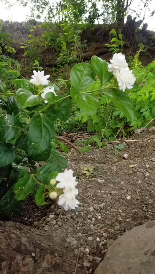 @Satish Karhale Patil