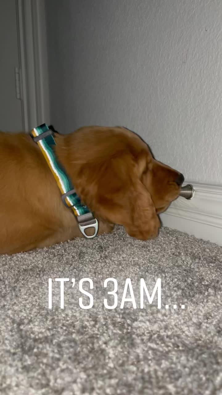 @Westley The Golden