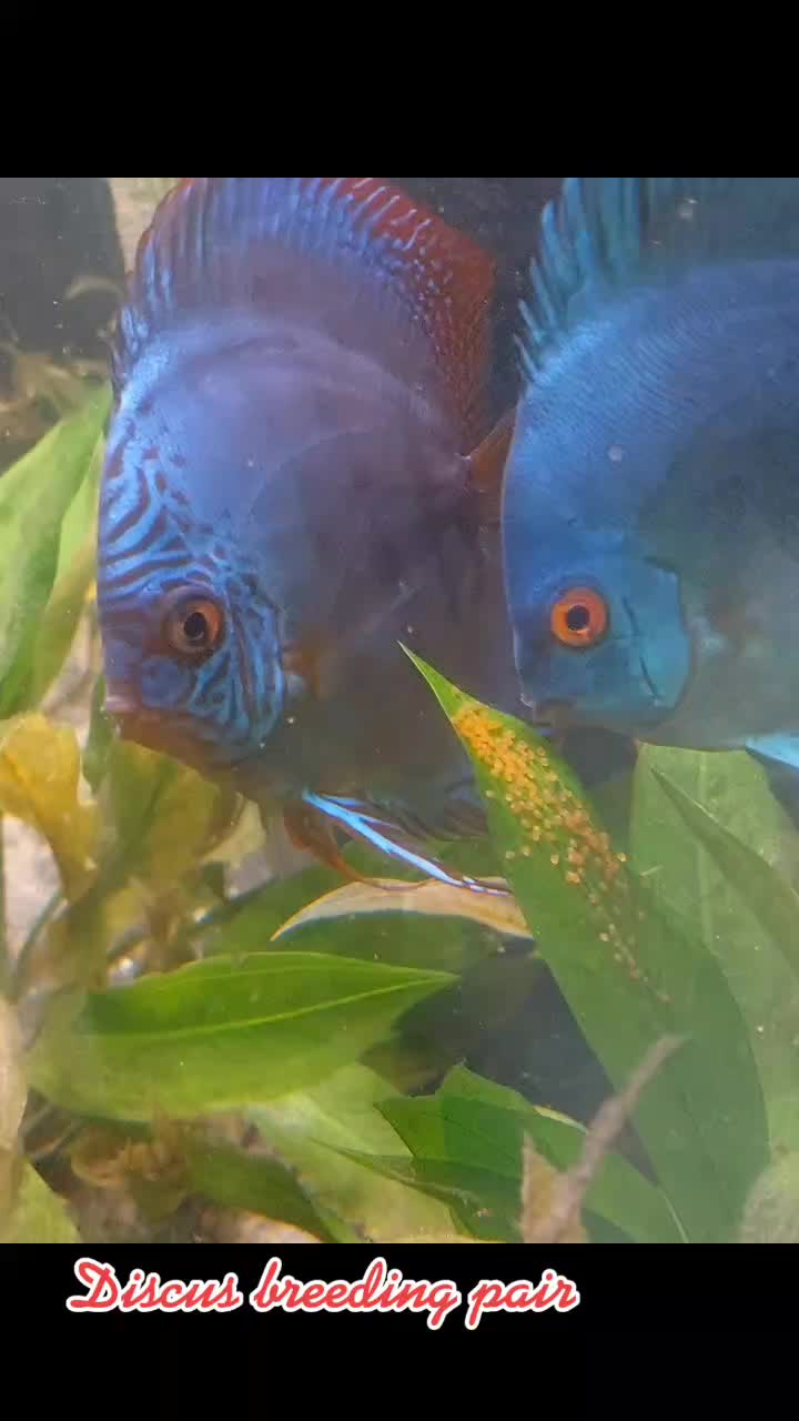 @South american cichlid