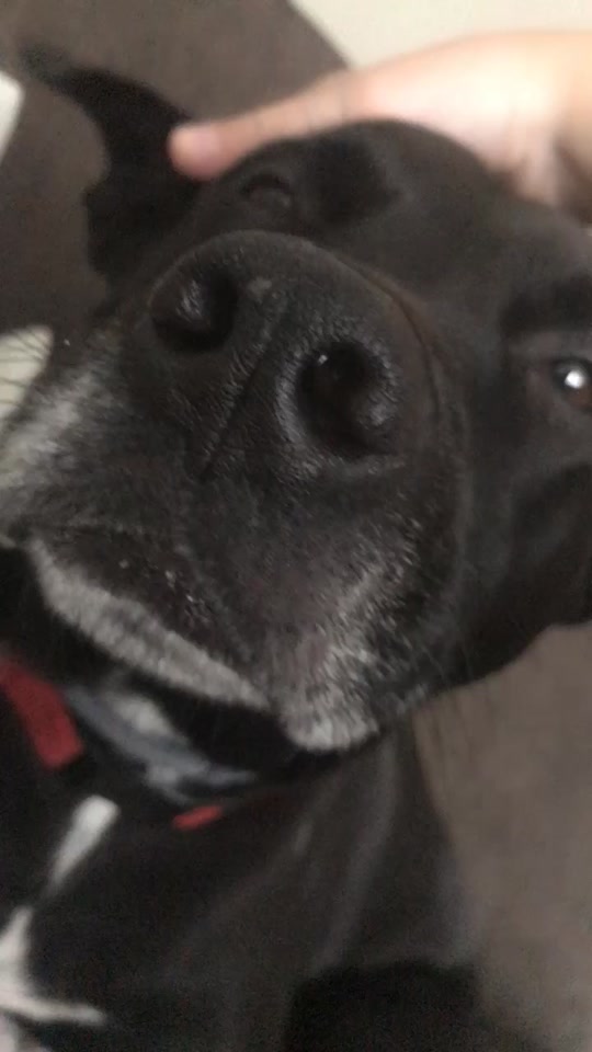 @Cöäl🐶