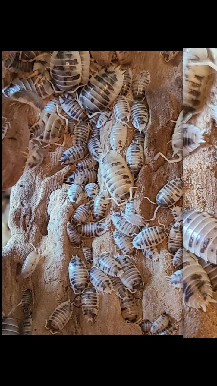 @TheReptileCompanyofWisconsin
