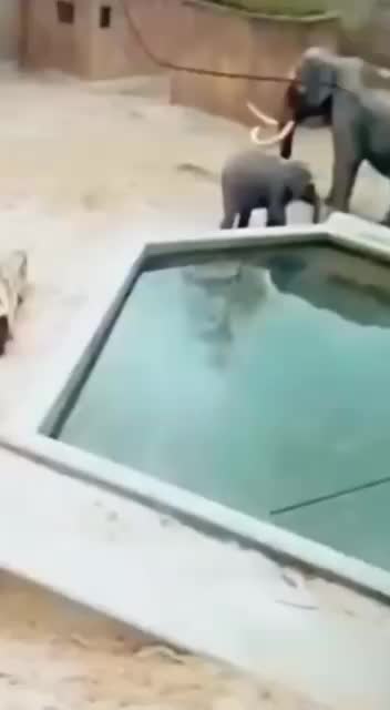 @kamalshamini3