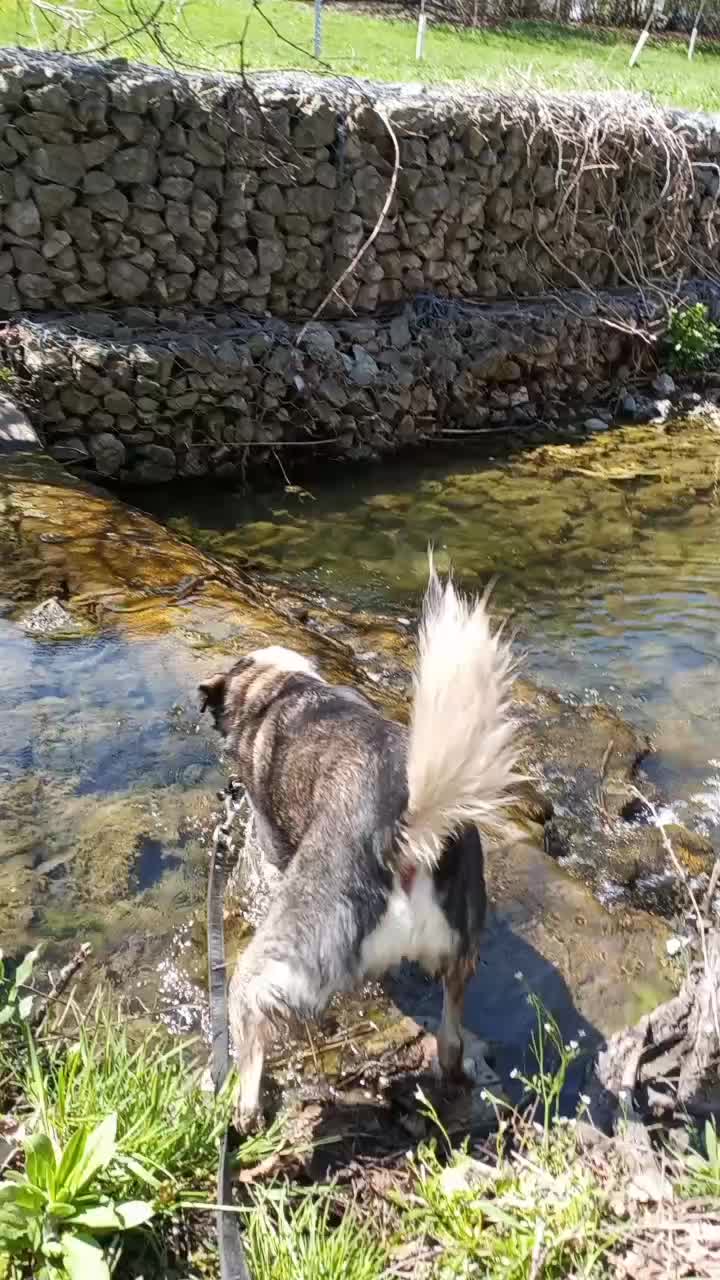 @WestEndDogWalking🐕🚶♀️