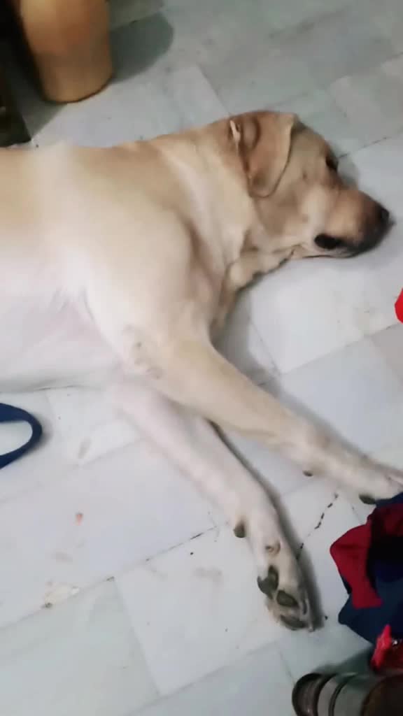@Cute Doggo 🐶