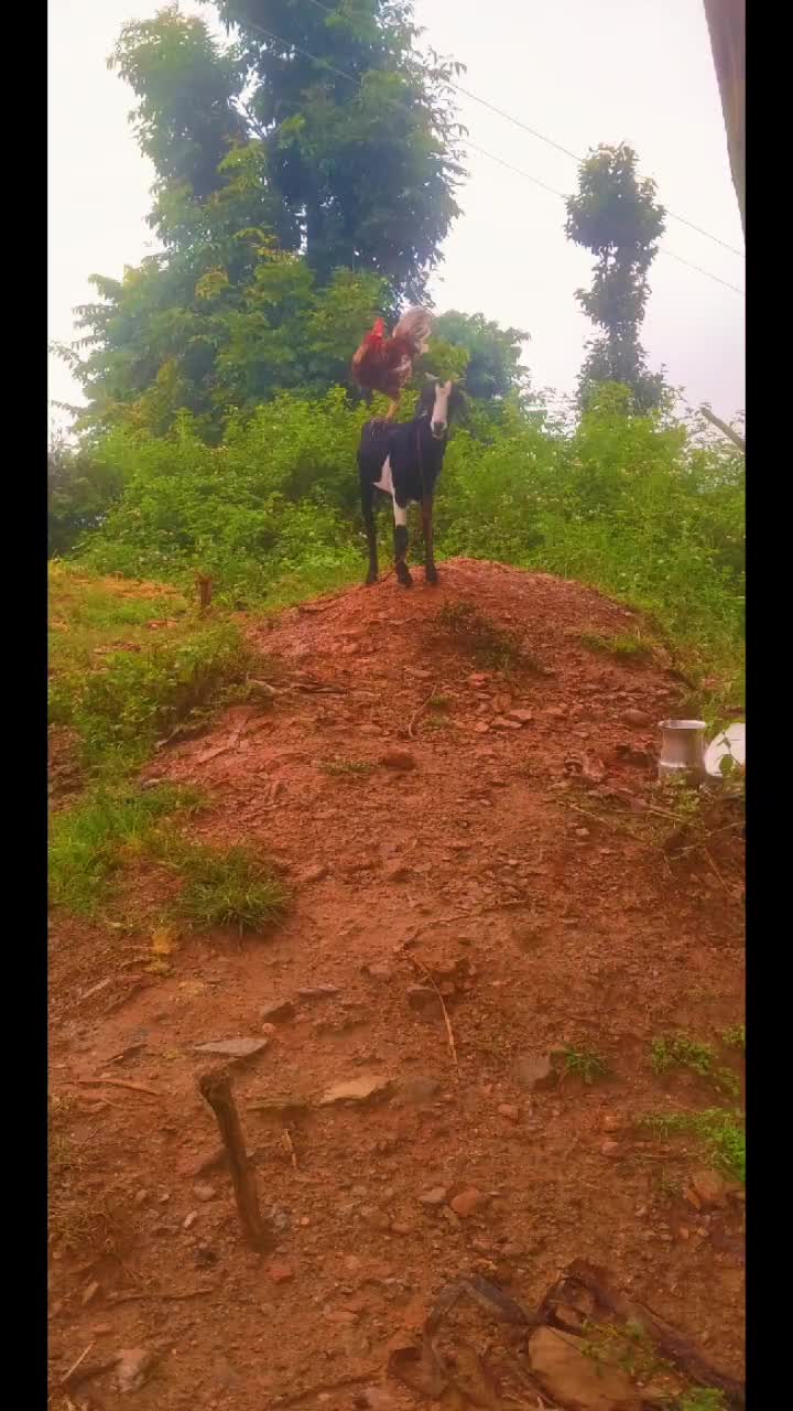 @kabiraj adhikari