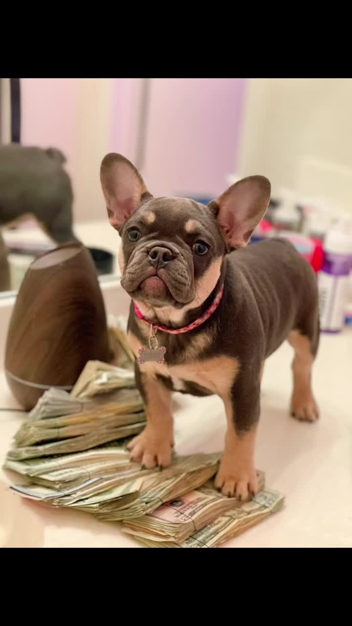 @Grimey Bullys 🐾🦴
