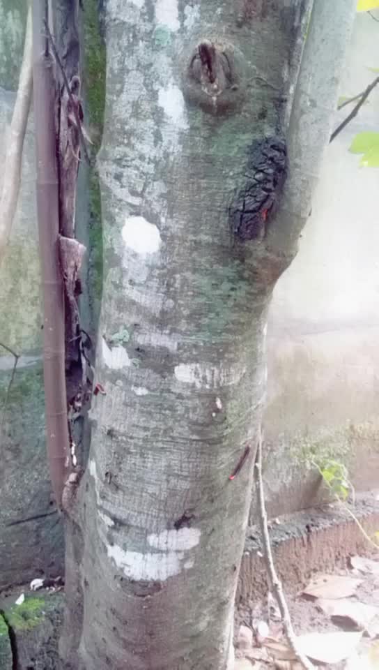 @sreelakshmi hiran kumar