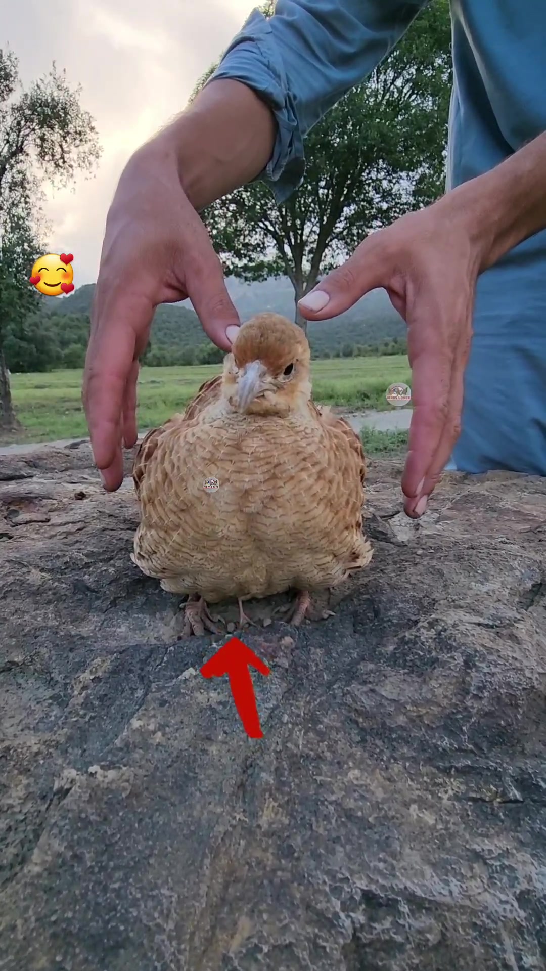 @Birds Lover