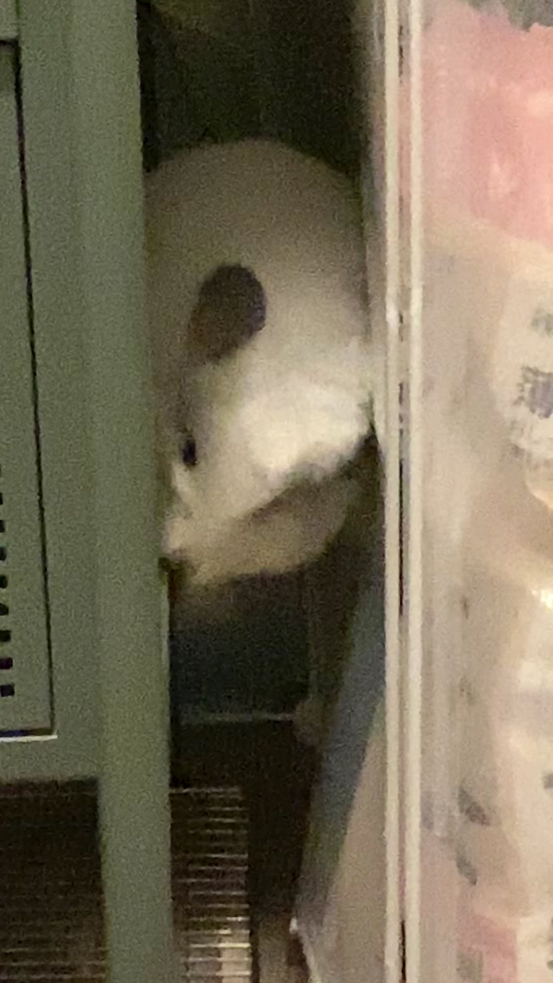 @アンゴラチンチラの雨くん