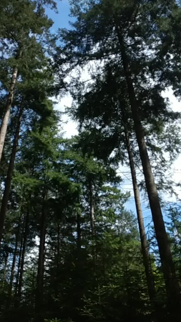 @The Roots Of Nature