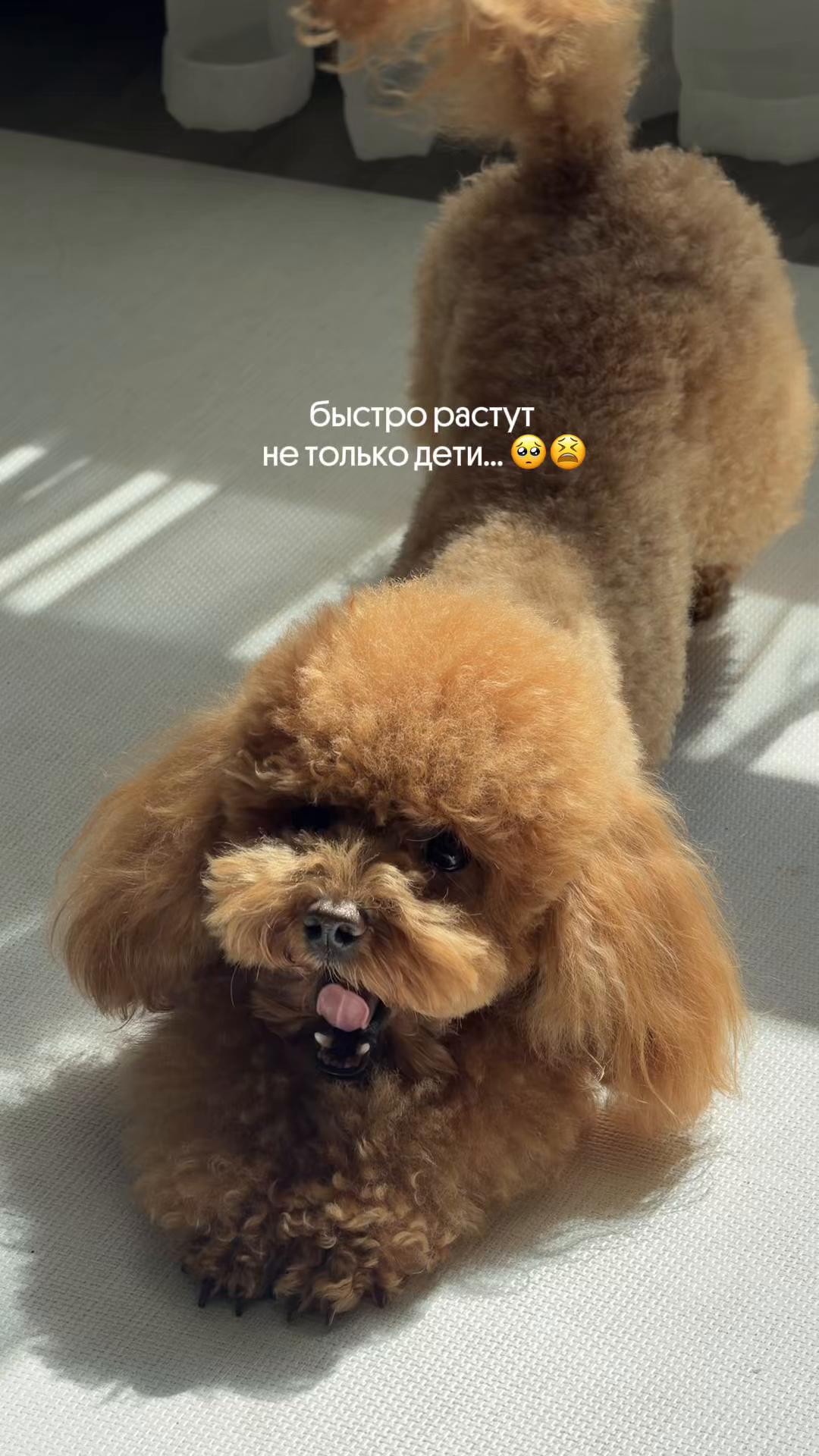 @beatrice_poodle